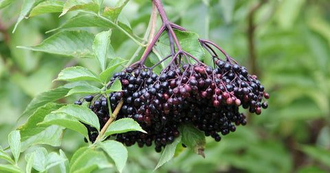 Black Elderberry Plant 1 1920x 30ee311a 81b5 486e a74c