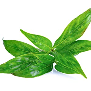 Fresh Andrographis leaves isolated on a white background, symbolizing the direct source of the plant used in herbal medicine.