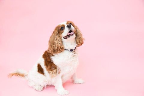 cavalier king charles